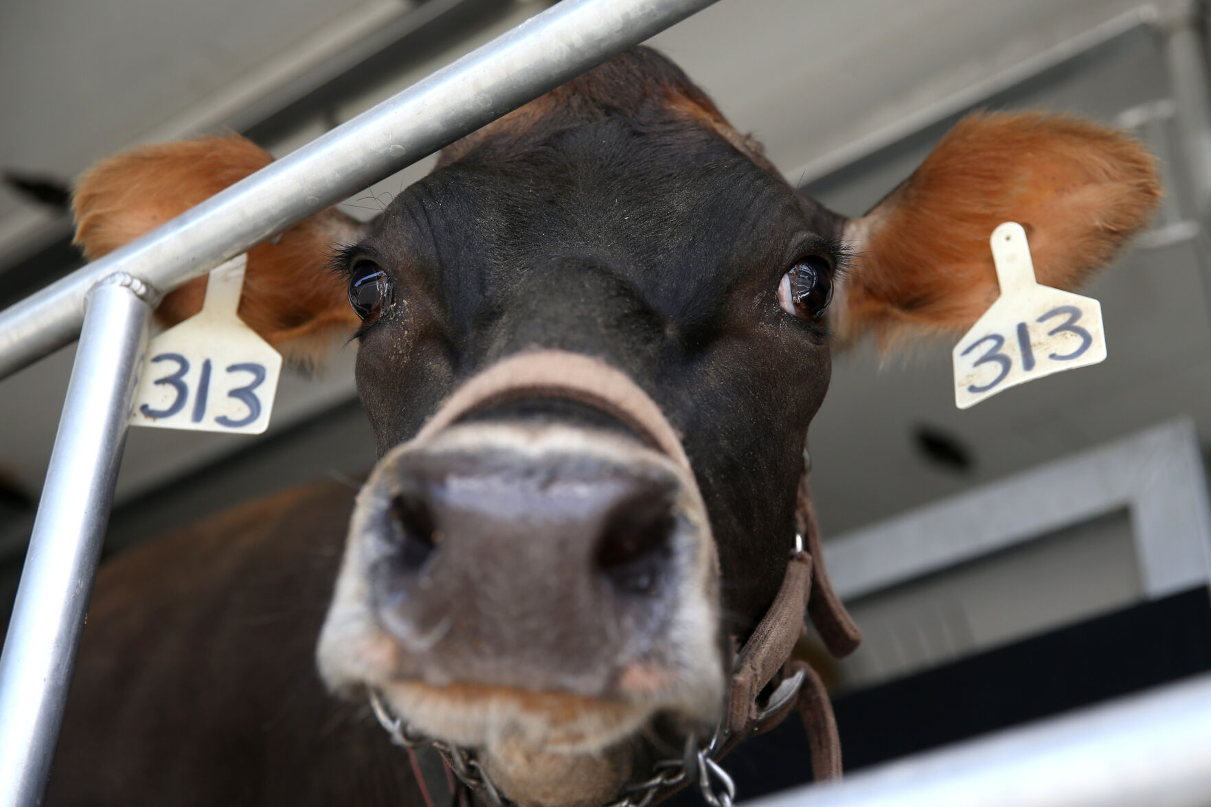 Mobile Dairy Classroom